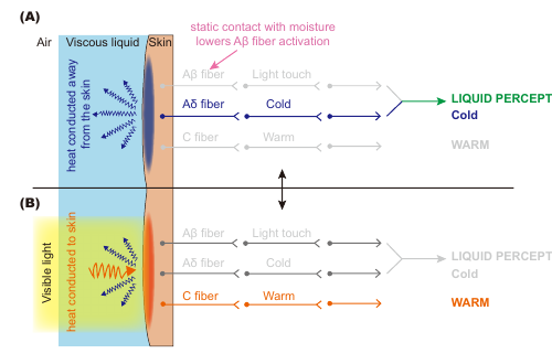 Proposed mechanism for manipulating liquid perception