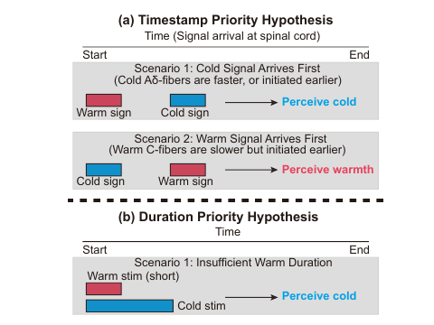 Two hypotheses for ETS