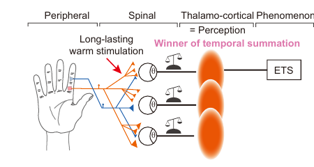 Dynamic model of ETS